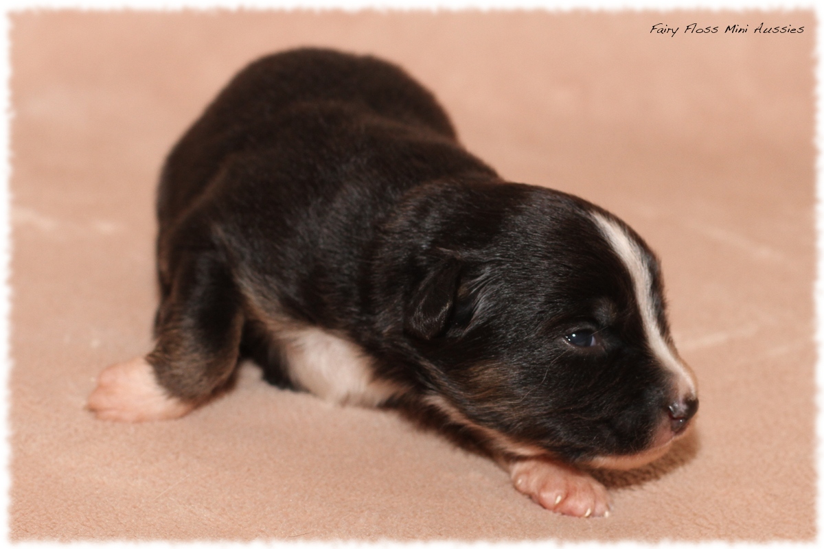 Mini Aussie Junghund