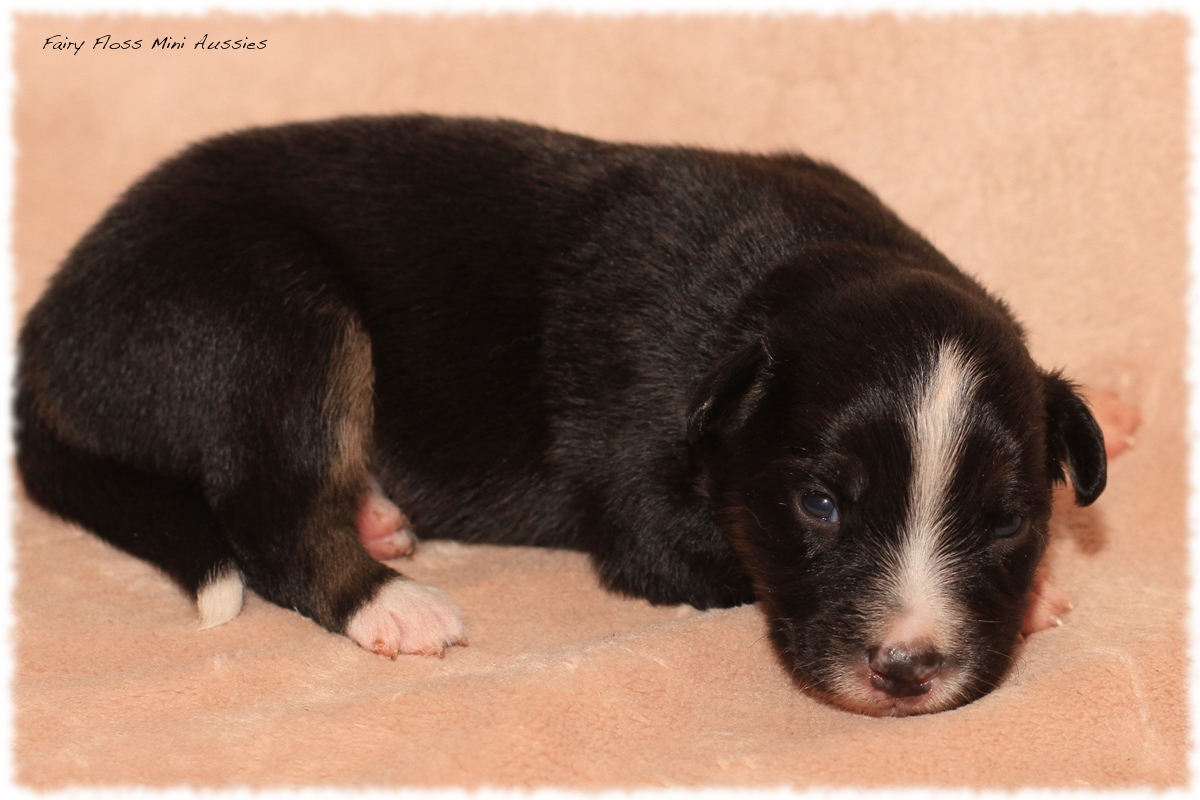 Mini Aussie Welpen - Mini Aussie Züchter - Gesunde Mini Aussies