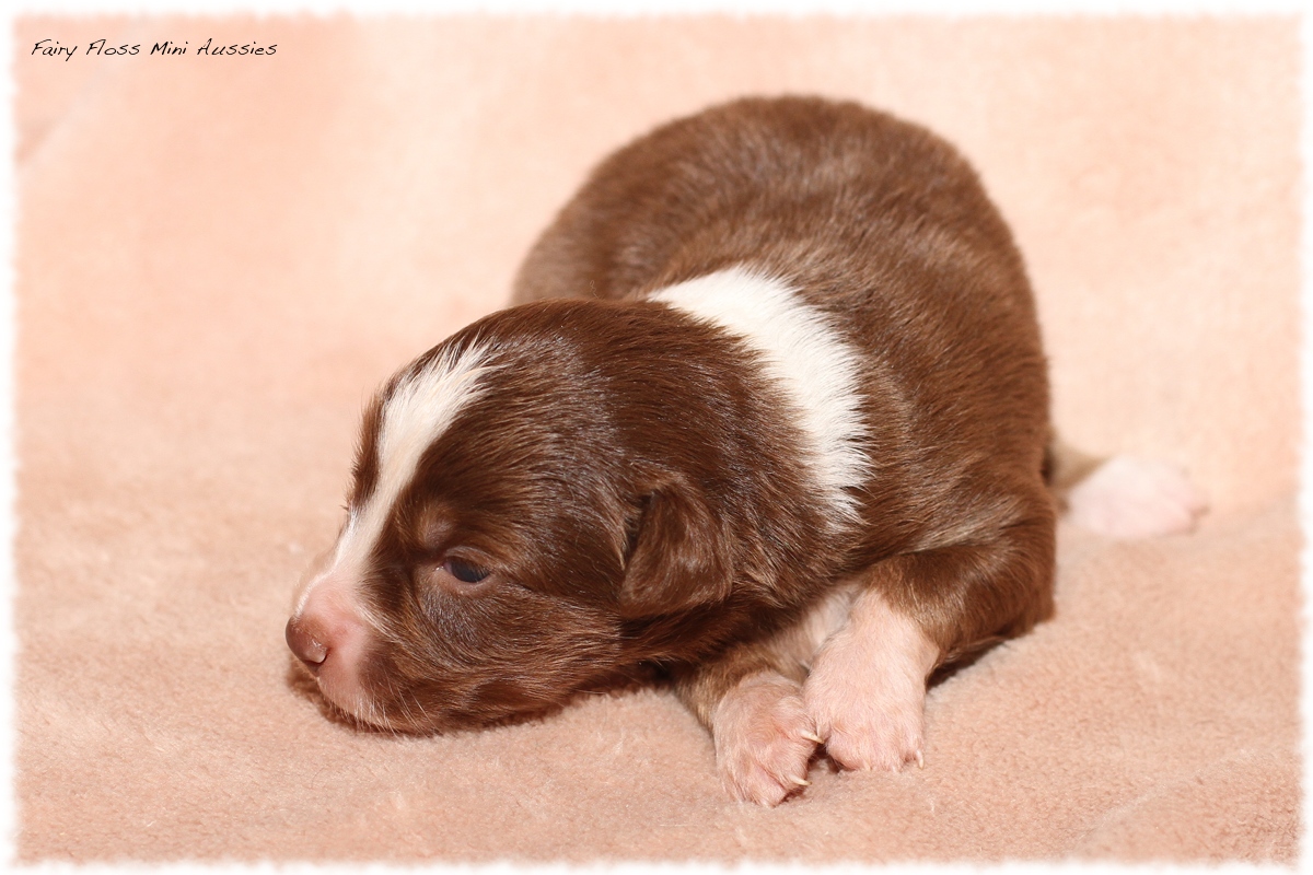 Mini Aussie Welpen - Mini Aussie Züchter - Gesunde Mini Aussies