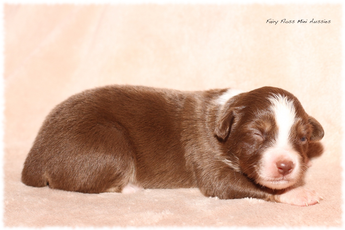 Mini Aussie Welpen - Mini Aussie Züchter - Gesunde Mini Aussies