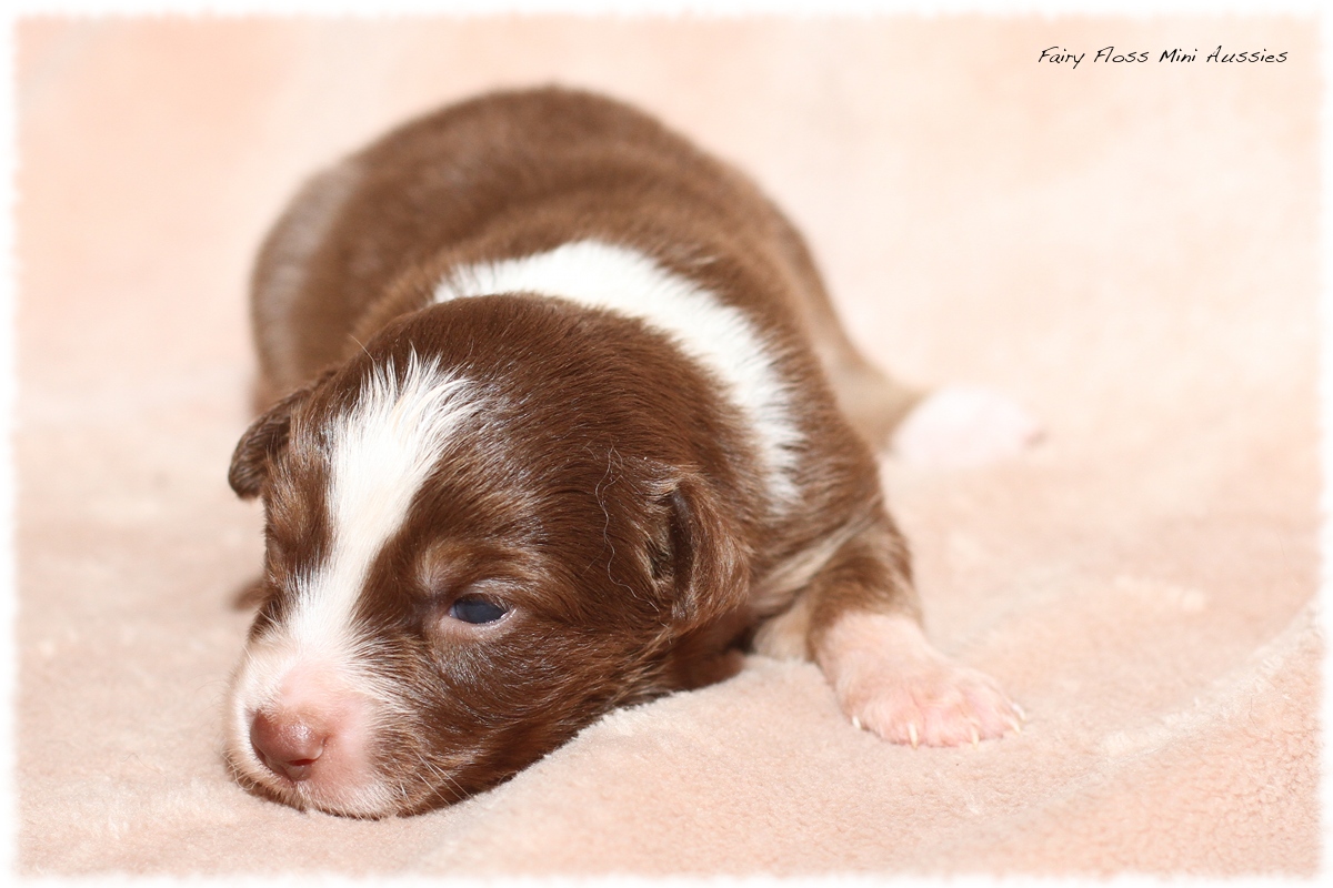 Mini Aussie Welpen - Mini Aussie Züchter - Gesunde Mini Aussies