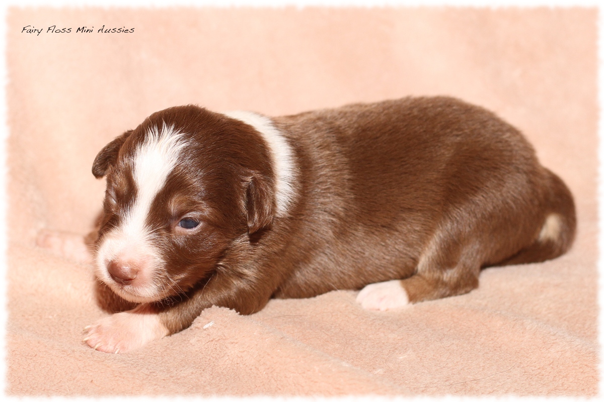 Mini Aussie Welpen - Mini Aussie Züchter - Gesunde Mini Aussies