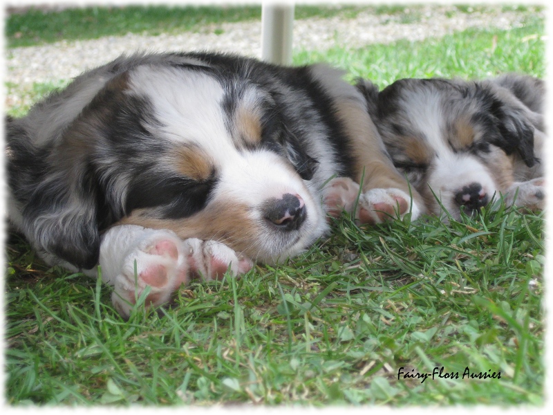 Mini Aussie Welpen in Aktion