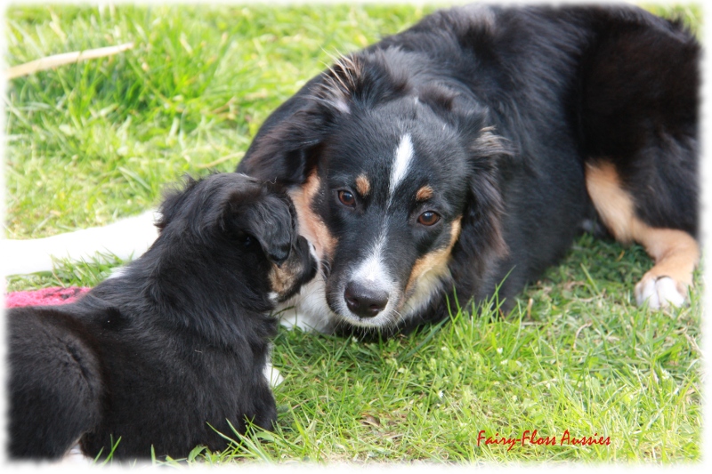 Mini Aussie Welpen in Aktion