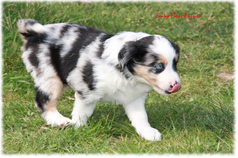 Mini Aussie Welpen in Aktion