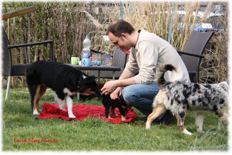 Mini Aussie Welpen in Aktion