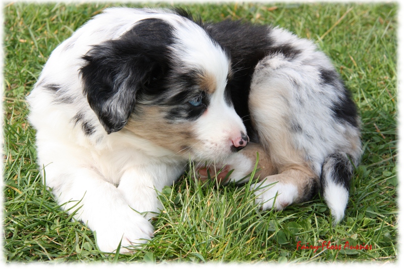 Mini Aussie Welpen in Aktion