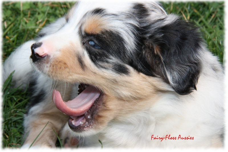 Mini Aussie Welpen in Aktion