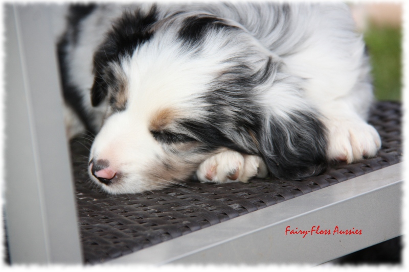 Mini Aussie Welpen in Aktion