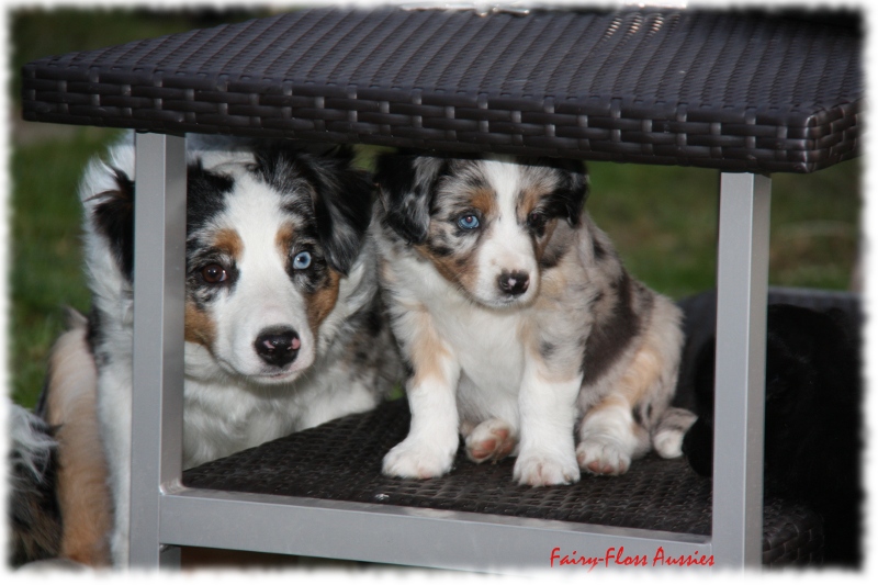 Mini Aussie Welpen in Aktion