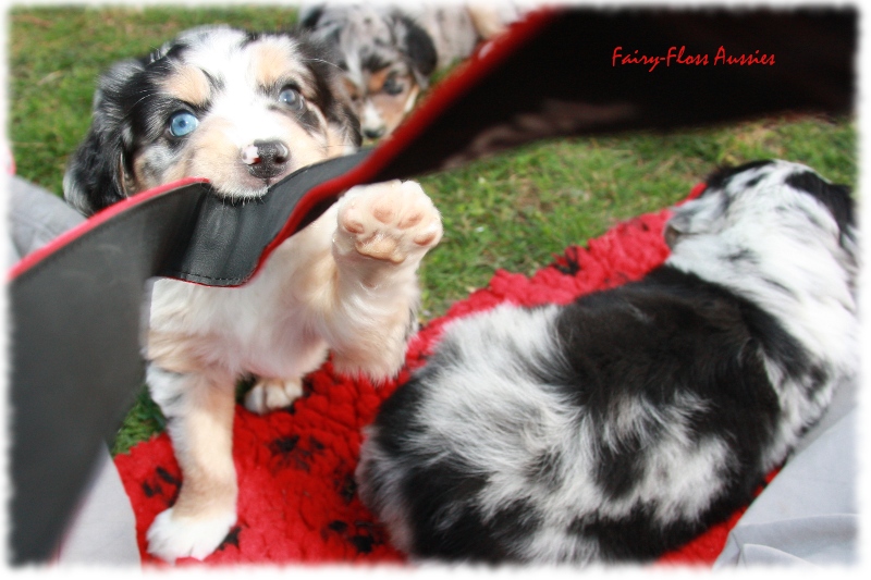 Mini Aussie Welpen in Aktion