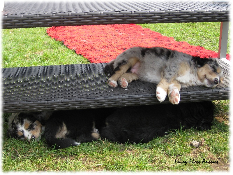 Mini Aussie Welpen in Aktion