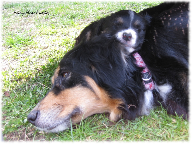 Mini Aussie Welpen in Aktion