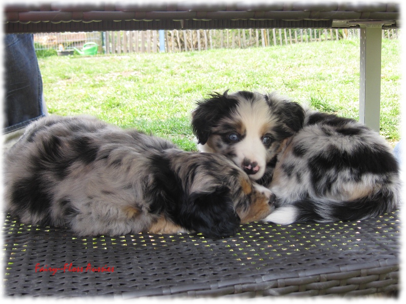 Mini Aussie Welpen in Aktion