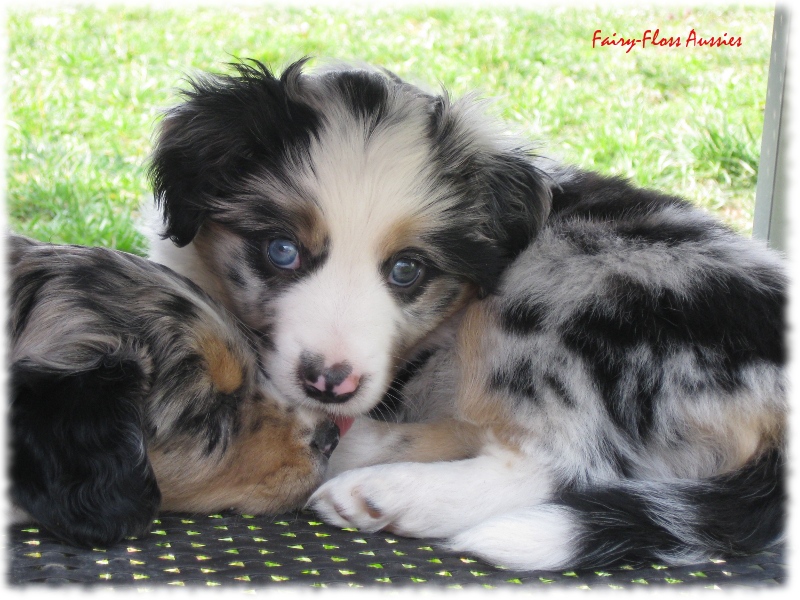 Mini Aussie Welpen in Aktion