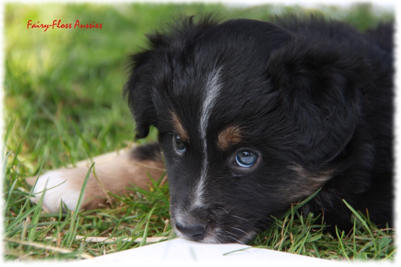 Mini Aussie Welpen in Aktion