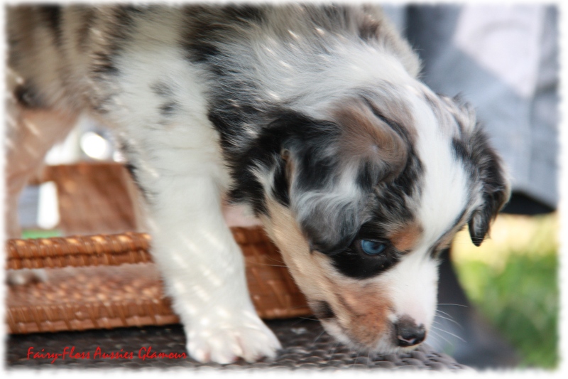 Mini Aussie Welpen in Aktion