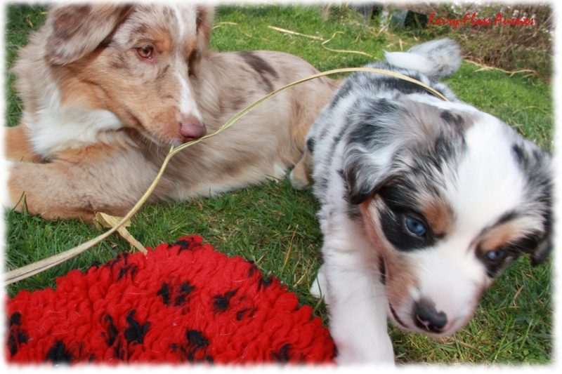 Mini Aussie Welpen in Aktion