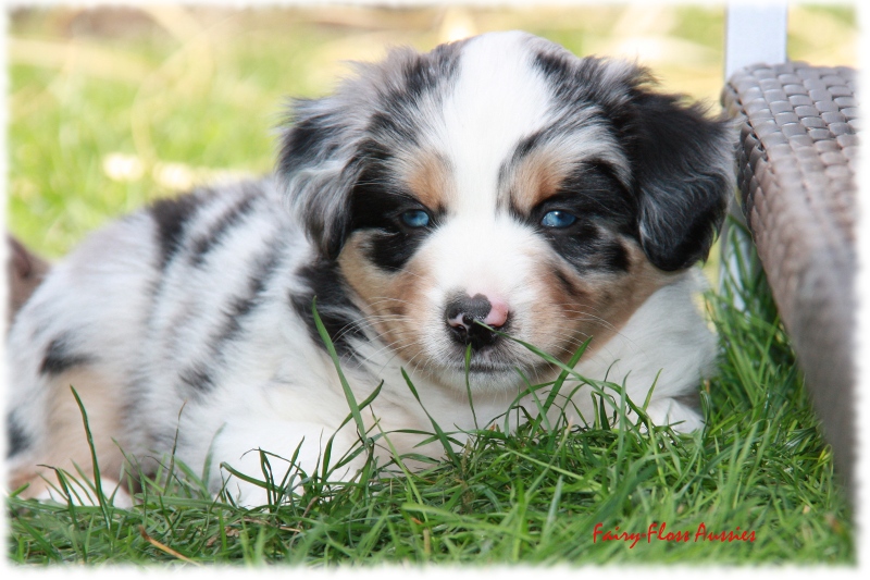 Mini Aussie Welpen in Aktion