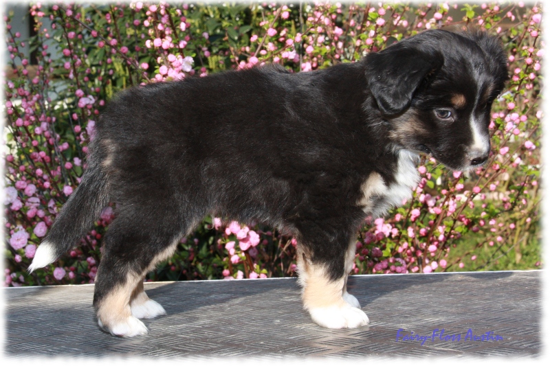 Knappe 7 Wochen alter Mini Aussie