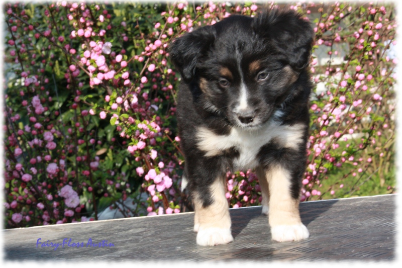 Knappe 7 Wochen alter Mini Aussie