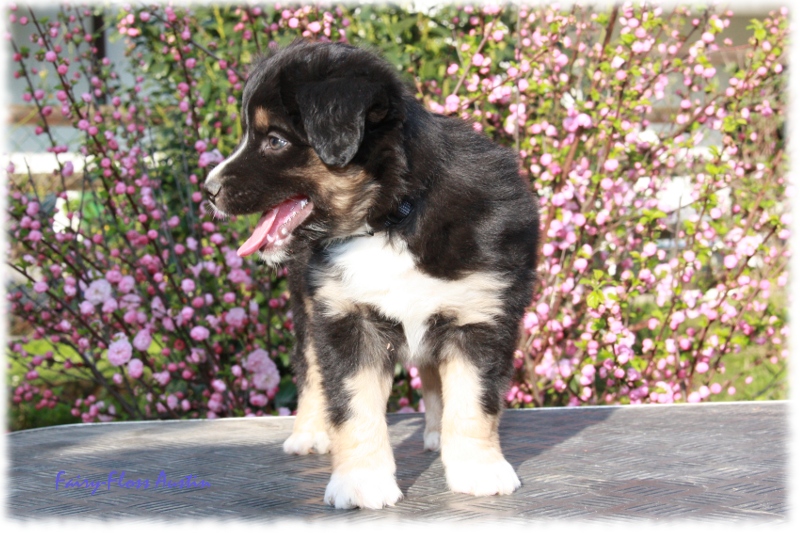 Knappe 7 Wochen alter Mini Aussie