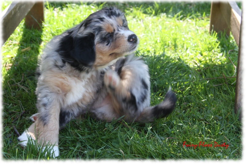 Fast 7 Wochen alter Mini Aussie