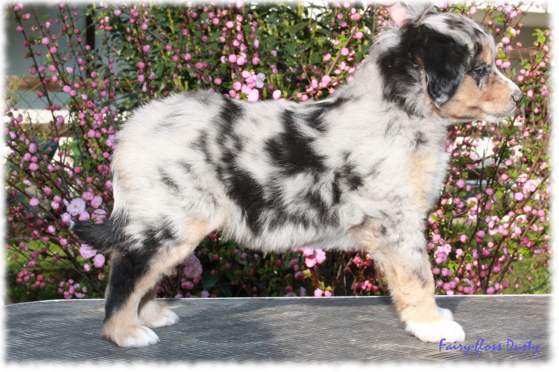 Fast 7 Wochen alter Mini Aussie