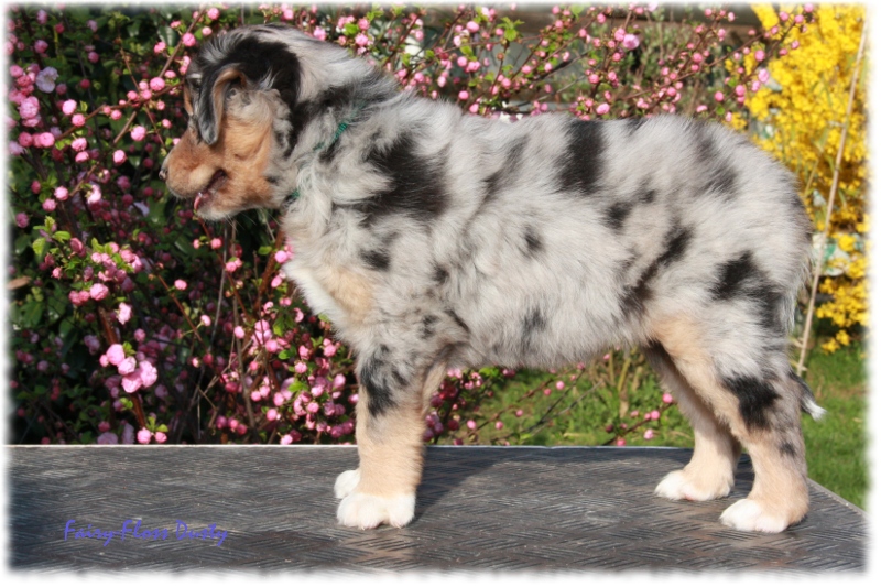 Fast 7 Wochen alter Mini Aussie