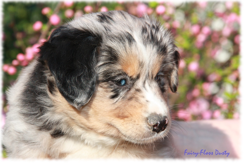 Fast 7 Wochen alter Mini Aussie