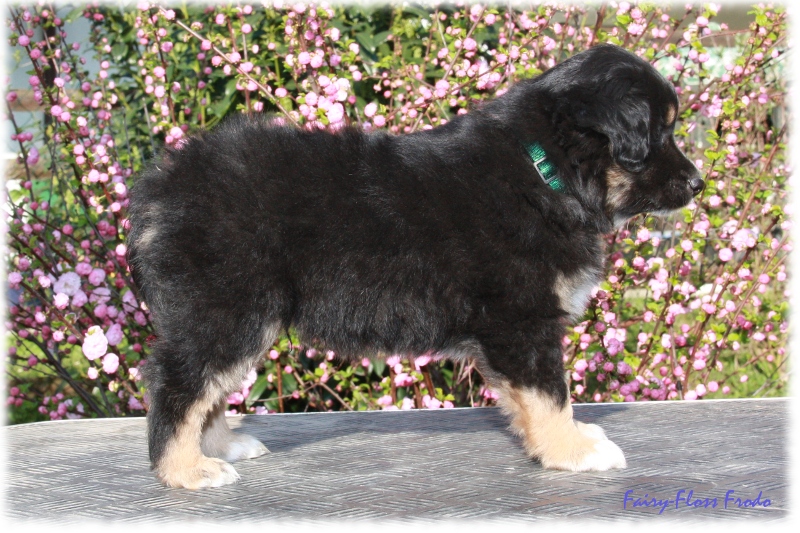 Fast 7 Wochen alter Mini Aussie