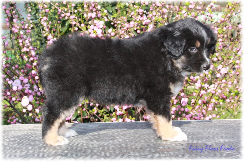 Fast 7 Wochen alter Mini Aussie