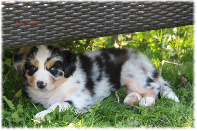 Mini Aussie Welpe - 33. Tag