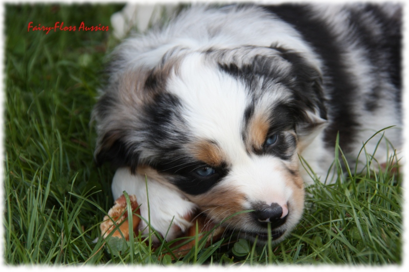 Mini Aussie Welpe - 33. Tag