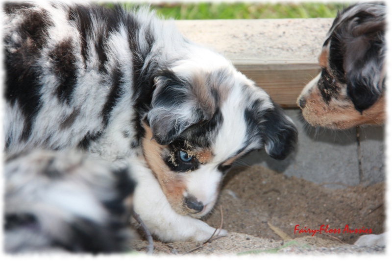 Mini Aussie Welpe - 33. Tag