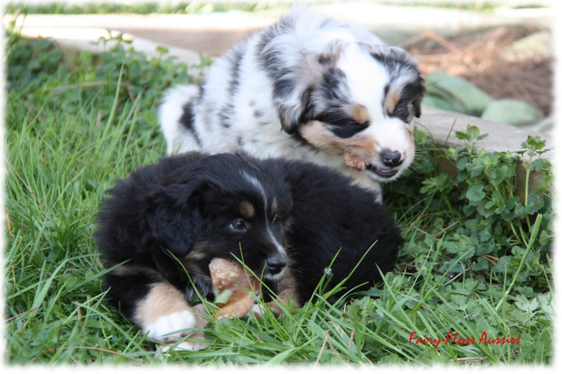 Fast 7 Wochen alter Mini Aussie