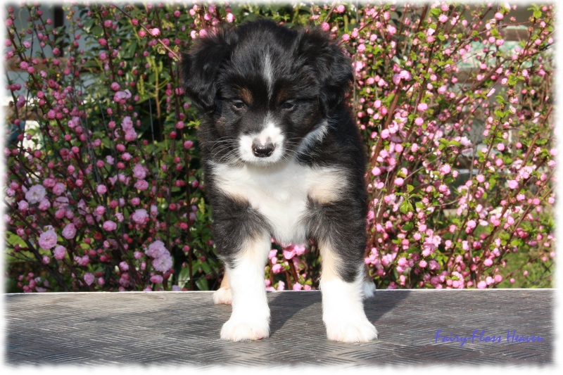 Fast 7 Wochen alter Mini Aussie