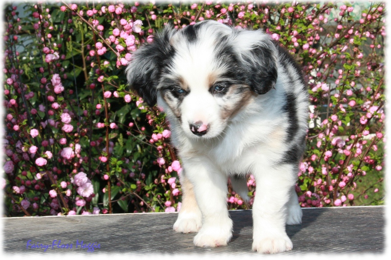 Fast 7 Wochen alter Mini Aussie