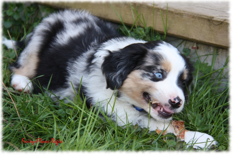 Fast 7 Wochen alter Mini Aussie