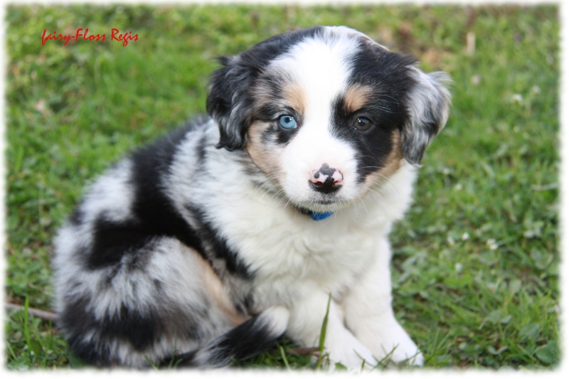 Fast 7 Wochen alter Mini Aussie