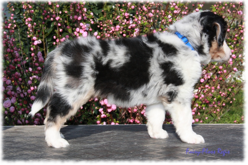 Fast 7 Wochen alter Mini Aussie