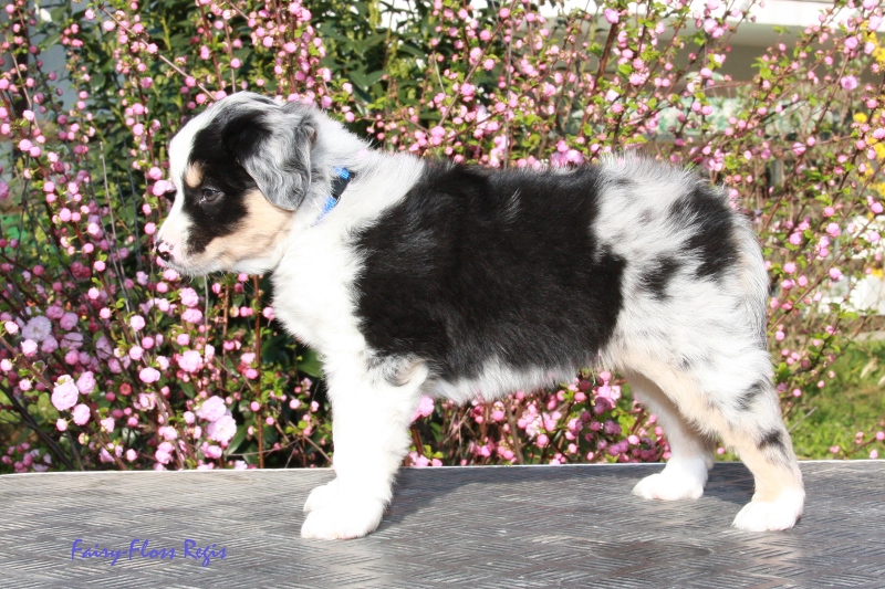 Fast 7 Wochen alter Mini Aussie