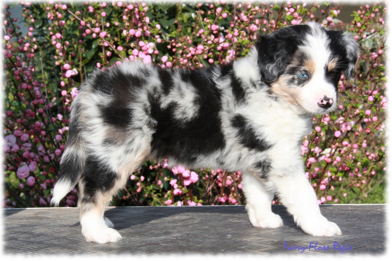 Fast 7 Wochen alter Mini Aussie