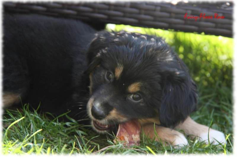 Mini Aussie Welpe - 24. Tag