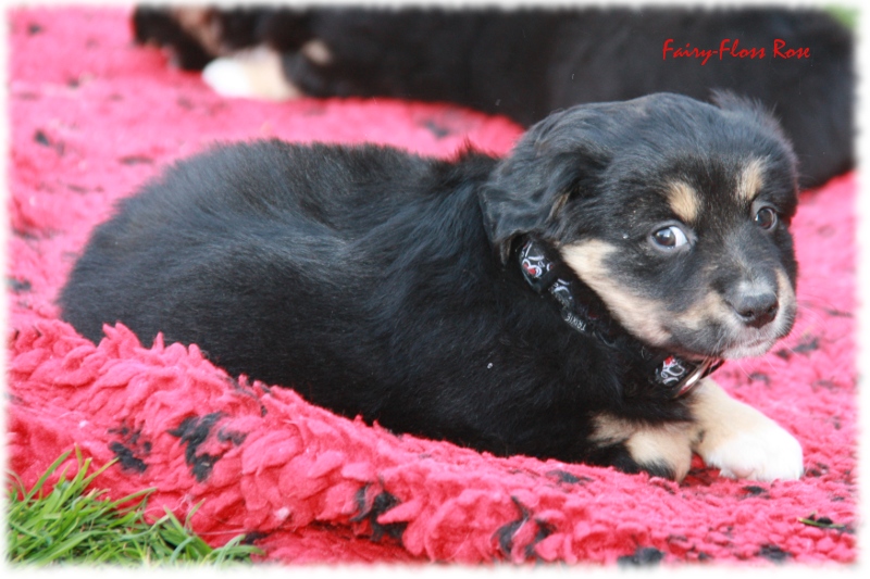 Mini Aussie Welpe - 24. Tag