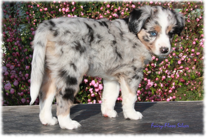 Fast 7 Wochen alter Mini Aussie