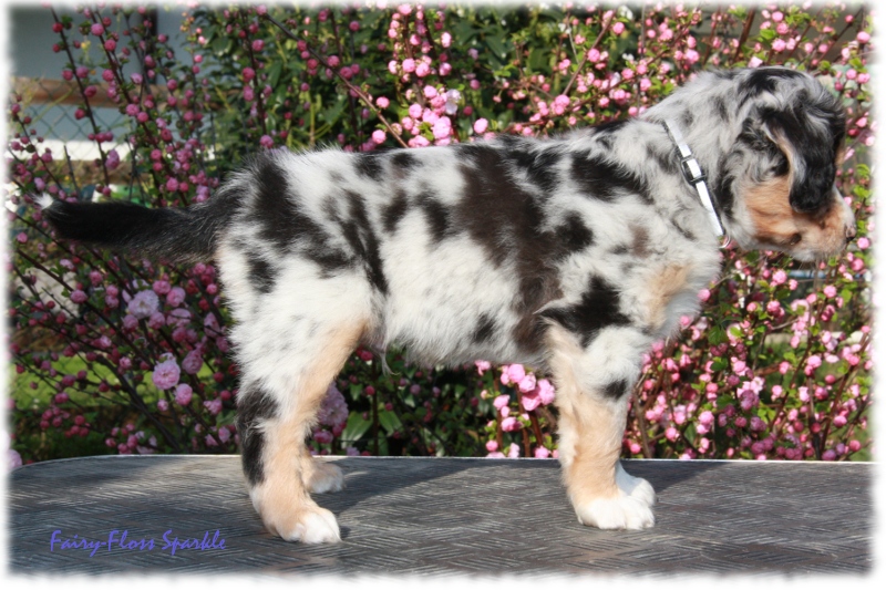 knapp 7 Wochen alter Mini Aussie