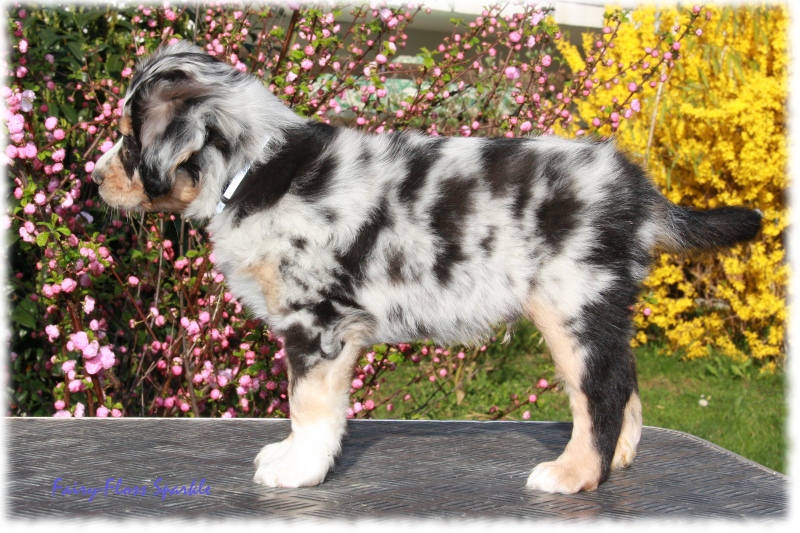 knapp 7 Wochen alter Mini Aussie