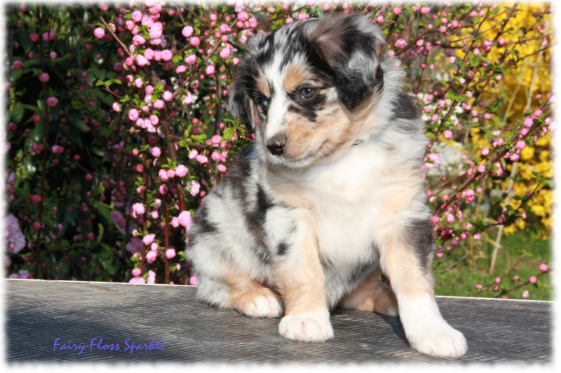 knapp 7 Wochen alter Mini Aussie