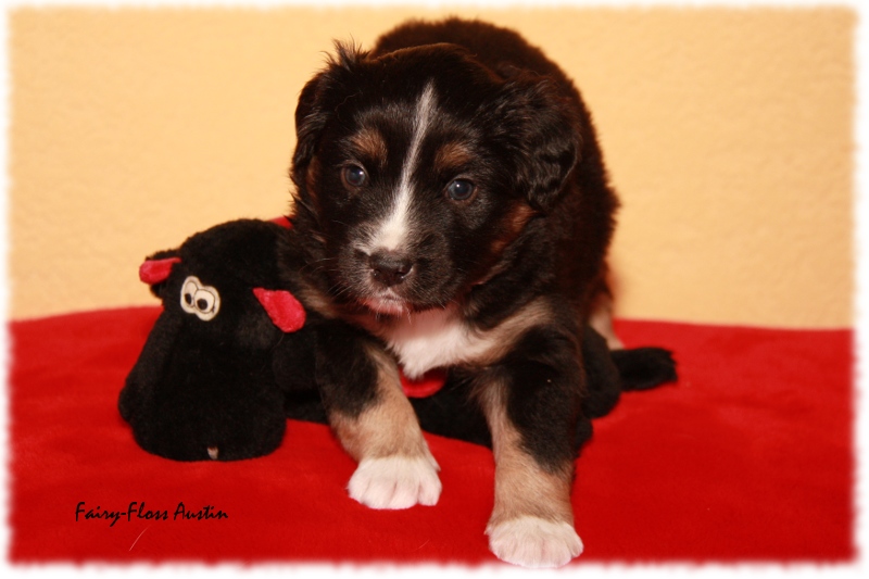 Mini Aussie Welpe - 24. Tag